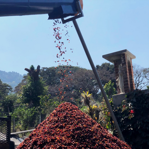 BIO Mexico Tebejapa
