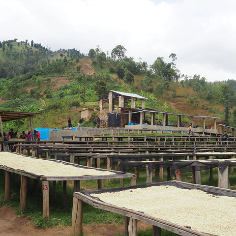 Uganda Sironko Natural